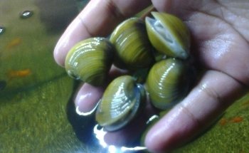 acuario Kois and Dragons