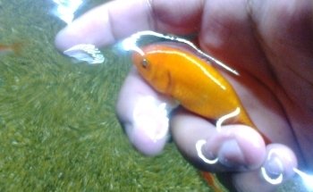 acuario Kois and Dragons