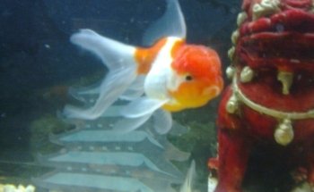 acuario Kois and Dragons