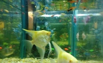 acuario Kois and Dragons