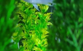 Acuario Super Red Land