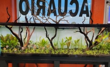 Acuario Super Red Land