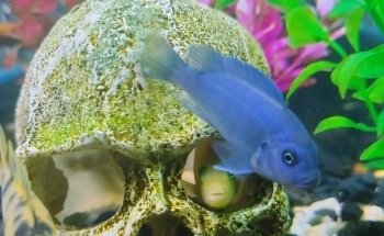 Acuario Super Red Land