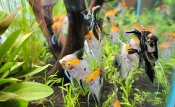 Acuario Super Red Land