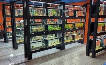 Acuario Super Red Land