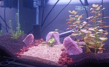 Acuario Super Red Land