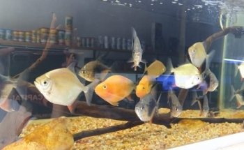 Acuario Capital Fish Celaya