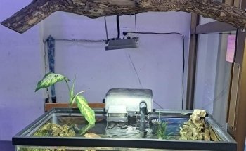 Acuario Capital Fish Celaya