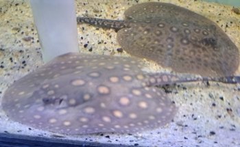 Acuario Capital Fish Celaya