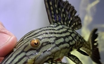 Acuario Capital Fish Celaya