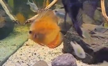 Acuario Capital Fish Celaya