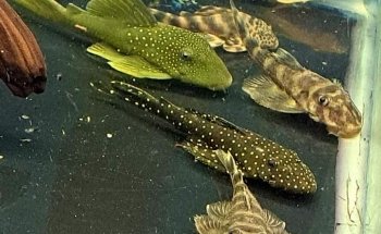 Acuario Capital Fish Celaya