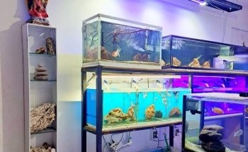 Acuario Capital Fish Celaya