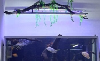 Acuario Capital Fish Celaya