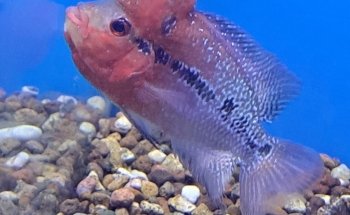 Acuario Capital Fish Celaya