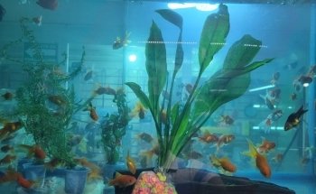Pet Shop Aquarium
