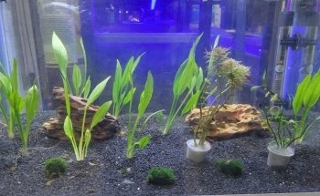 Pet Shop Aquarium