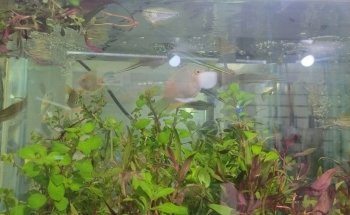 Pet Shop Aquarium