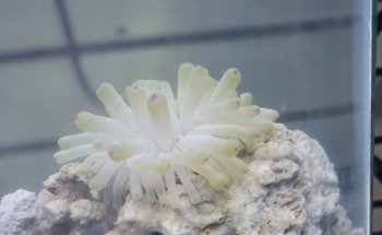 Pet Shop Aquarium
