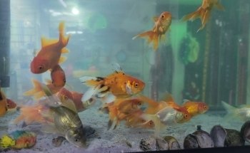 Pet Shop Aquarium