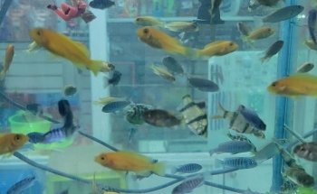 Pet Shop Aquarium
