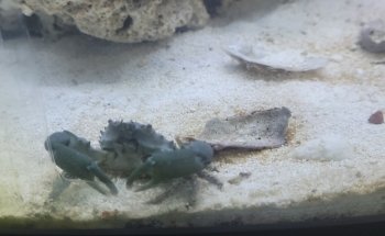 Pet Shop Aquarium