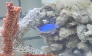 Pet Shop Aquarium