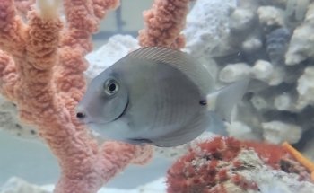 Pet Shop Aquarium