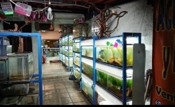 Acuario y Más