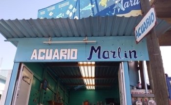 Acuario Marlin