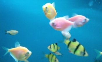 Acuario y Mascotas 'La Gruta Azul'