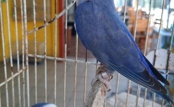 Acuario y tienda de mascotas Rancho los Coyotes Manzanillo