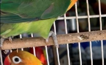 Acuario y tienda de mascotas Rancho los Coyotes Manzanillo