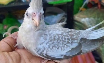 Acuario y tienda de mascotas Rancho los Coyotes Manzanillo