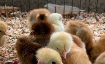 Acuario y tienda de mascotas Rancho los Coyotes Manzanillo