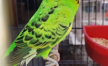 Acuario y tienda de mascotas Rancho los Coyotes Manzanillo