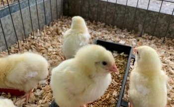 Acuario y tienda de mascotas Rancho los Coyotes Manzanillo