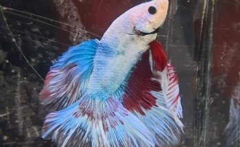 Acuario y tienda de mascotas Rancho los Coyotes Manzanillo