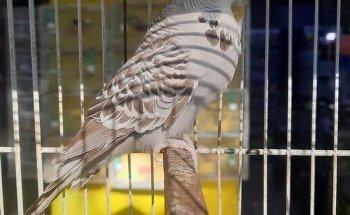 Acuario y tienda de mascotas Rancho los Coyotes Manzanillo