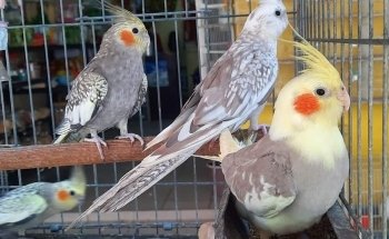 Acuario y tienda de mascotas Rancho los Coyotes Manzanillo