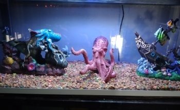 Acuario Pet-Xotic