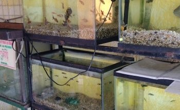 Acuario Q PET'S