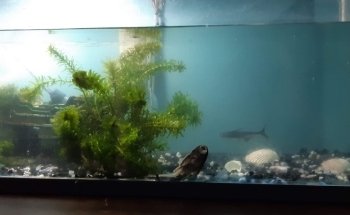 Acuario Q PET'S