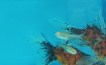 Acuario AquaZooe Apizaco