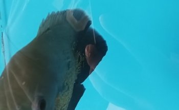 Acuario AquaZooe Apizaco