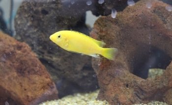 Acuario Neptuno Huehuetoca