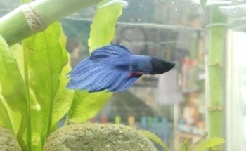 Acuario Neptuno Huehuetoca