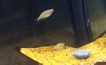 Acuario Neptuno Huehuetoca