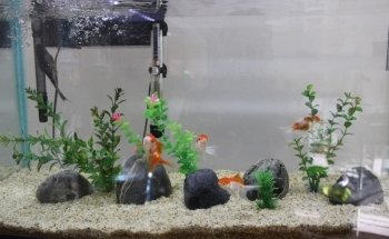 Acuario Neptuno Huehuetoca