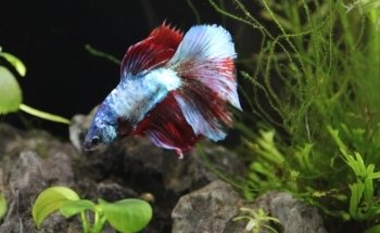 Acuario Neptuno Huehuetoca